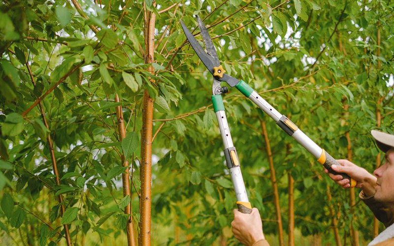 Tree trimming in Catskill, NY
